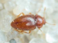 Mycetaea subterranea