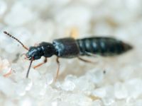 Staphylinidae