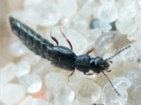 Staphylinidae