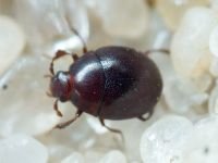 Abraeus perpusillus