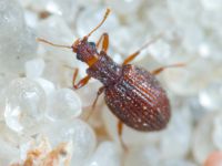 Stephostethus angusticollis