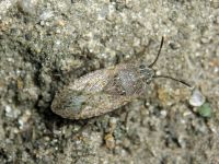 Emblethis griseus