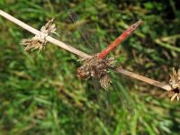 Sympetrum vulgatum