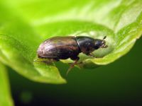 Aphodius (Melinopterus) prodromus