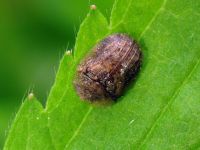 Hypocassida