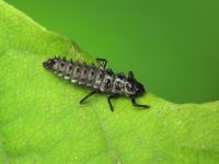 Coccinellidae