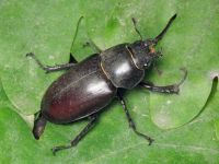 Lucanus cervus