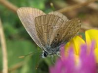 Polyommatus icarus