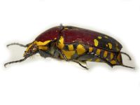 Euchroea histrionica