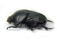 Onitis damoetas