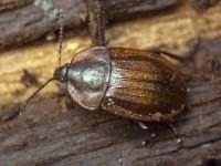 Phosphuga atrata
