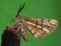 Bupalus piniaria