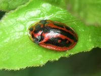 Pilemostoma fastuosa