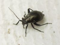 Piezocranum simulans