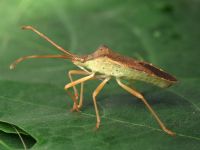 Gonocerus acuteangulatus