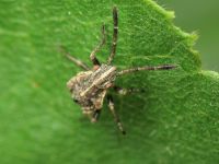 Stictopleurus