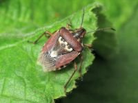 Codophila varia