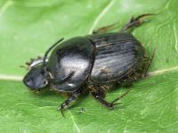 Onthophagus taurus
