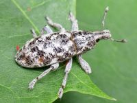 Cyphocleonus dealbatus