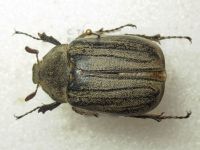 Euranoxia valida