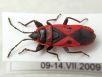 Scantius aegyptius