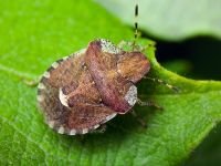 Dyroderes umbraculatus