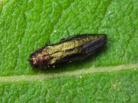Agrilus (Agrilus) viridis viridis