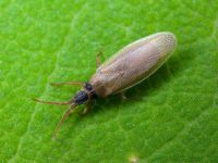 Agramma atricapillum