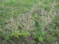 Salvia sclarea
