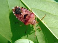 Elasmucha grisea