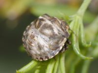 Vilpianus galii