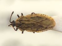 Tingis (Tingis) angustata