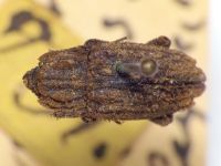 Dastarcus porosus