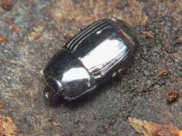 Platysoma compressum