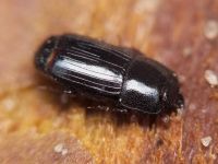 Cylister angustatus