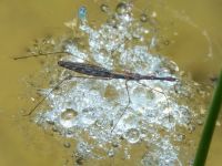 Hydrometra stagnorum