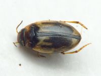 Hydroglyphus geminus