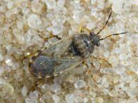 Platyplax salviae