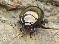 Chrysolina chalcites
