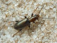 Orsodacne humeralis
