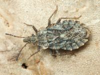 Aradus betulae