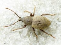 Otiorhynchus raucus