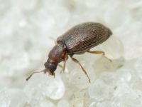 Cortinicara gibbosa
