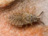 Aradus cinnamomeus