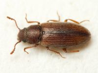 Leucohimatium langii