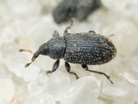 Gymnetron melanarium
