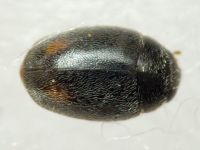 Scymniscus horioni