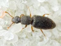 Monotoma brevicollis
