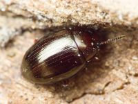 Scaphidema metallicum