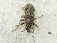 Otiorhynchus pilosus
